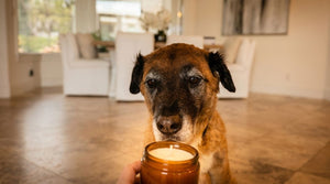 pet safe candles